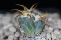 Echinocactus horizonthalonius PD 11.jpg